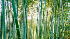 Preview wallpaper bamboo, trees, sunlight