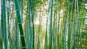 Preview wallpaper bamboo, trees, sunlight