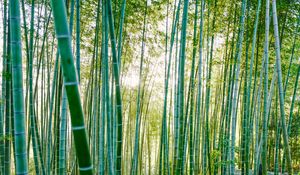 Preview wallpaper bamboo, trees, sunlight