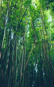 Preview wallpaper bamboo, trees, thickets