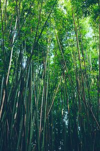 Preview wallpaper bamboo, trees, thickets