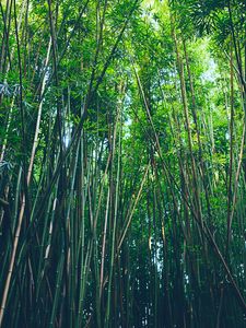 Bamboo old mobile, cell phone, smartphone wallpapers hd, desktop backgrounds  240x320, images and pictures