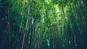 Preview wallpaper bamboo, trees, thickets