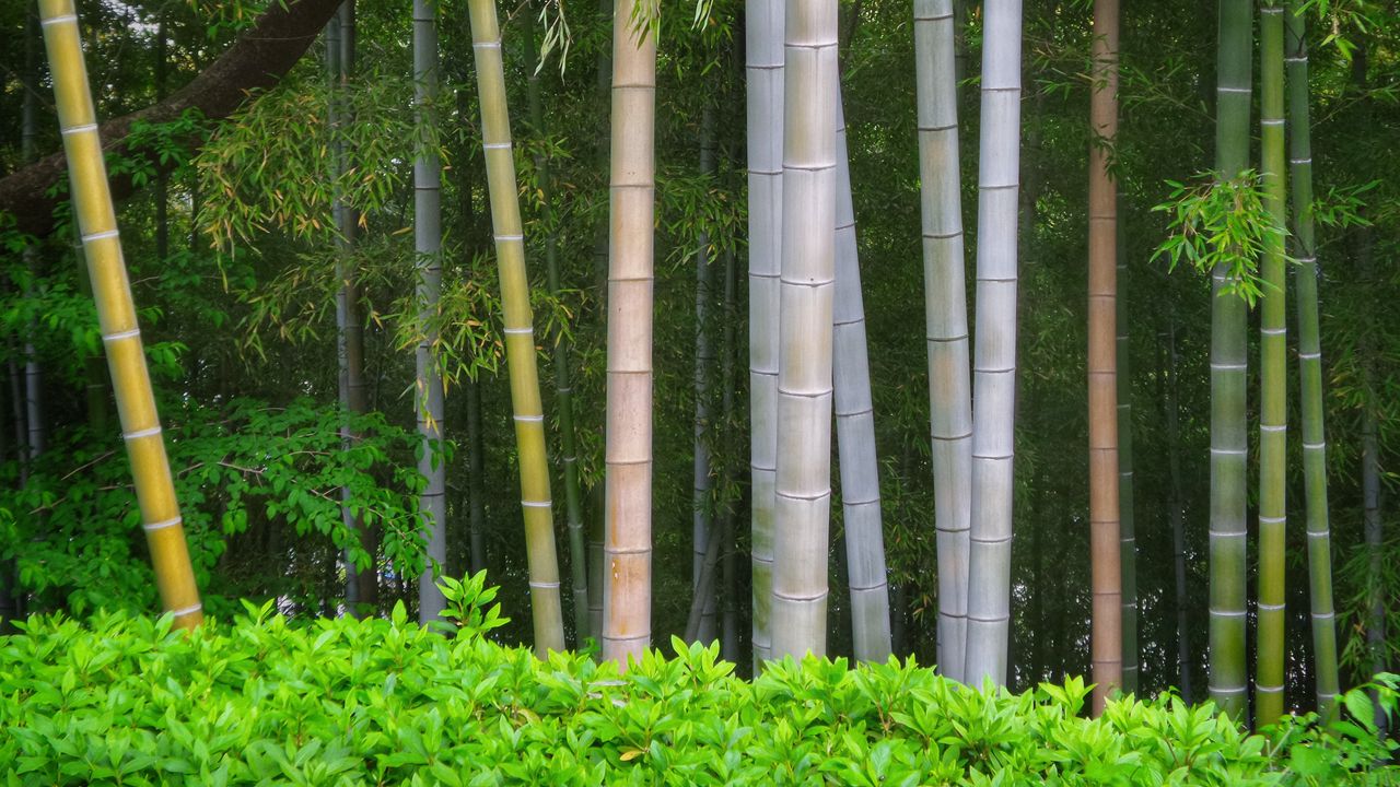 Wallpaper bamboo, trees, trunks, leaves