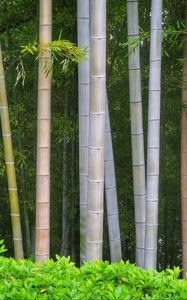 Preview wallpaper bamboo, trees, trunks, leaves