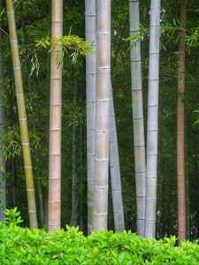 Preview wallpaper bamboo, trees, trunks, leaves