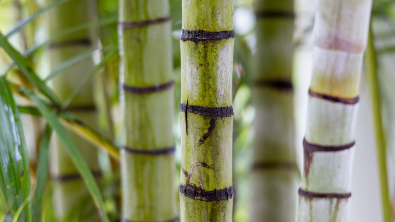 Wallpaper bamboo, trunks, green, blurr