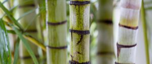 Preview wallpaper bamboo, trunks, green, blurr