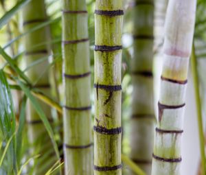Preview wallpaper bamboo, trunks, green, blurr