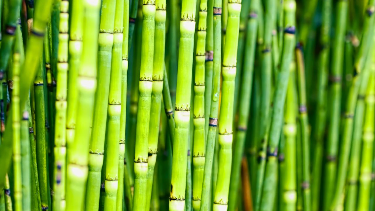 Wallpaper bamboo, trunks, plants, green