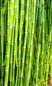 Preview wallpaper bamboo, trunks, plants, green