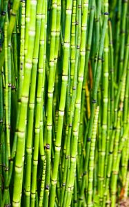 Preview wallpaper bamboo, trunks, plants, green