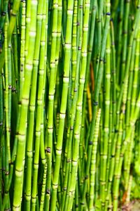 Preview wallpaper bamboo, trunks, plants, green