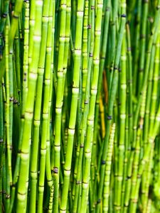 Preview wallpaper bamboo, trunks, plants, green