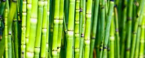 Preview wallpaper bamboo, trunks, plants, green