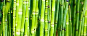 Preview wallpaper bamboo, trunks, plants, green