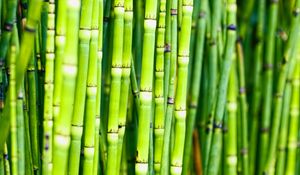 Preview wallpaper bamboo, trunks, plants, green