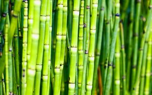 Preview wallpaper bamboo, trunks, plants, green