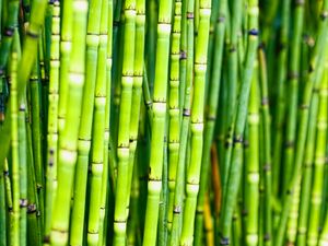 Preview wallpaper bamboo, trunks, plants, green