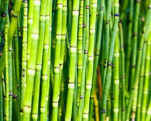 Preview wallpaper bamboo, trunks, plants, green