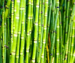 Preview wallpaper bamboo, trunks, plants, green