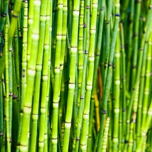 Preview wallpaper bamboo, trunks, plants, green