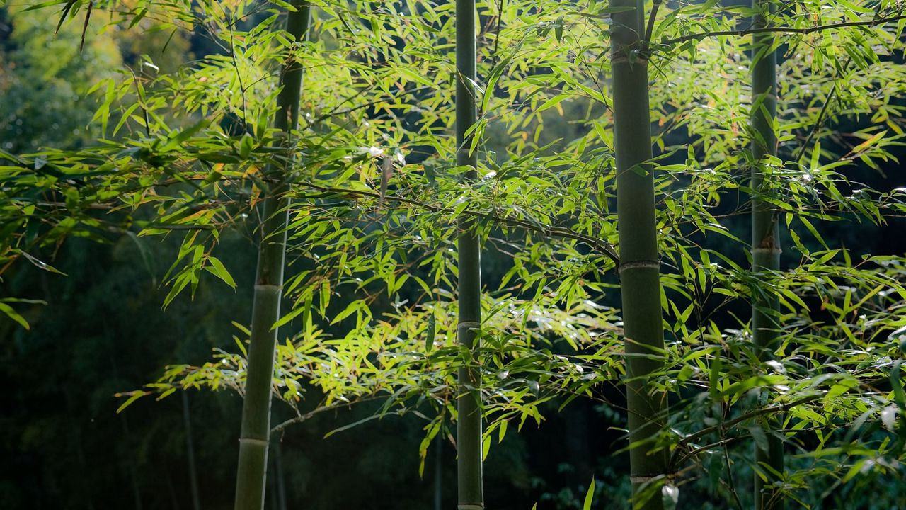 Wallpaper bamboo, wood, stalks, tranquillity