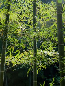 Preview wallpaper bamboo, wood, stalks, tranquillity