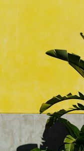 Preview wallpaper banana palm, leaves, plant, wall, yellow