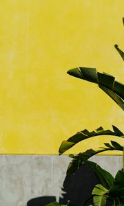 Preview wallpaper banana palm, leaves, plant, wall, yellow