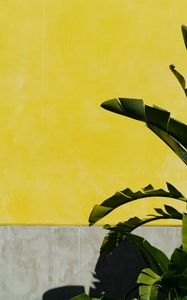 Preview wallpaper banana palm, leaves, plant, wall, yellow