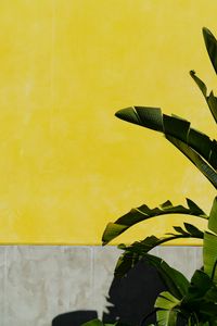 Preview wallpaper banana palm, leaves, plant, wall, yellow