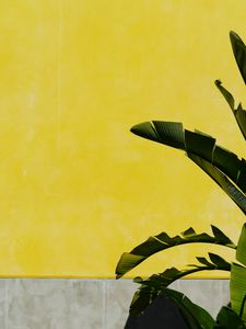 Preview wallpaper banana palm, leaves, plant, wall, yellow