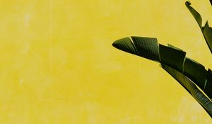 Preview wallpaper banana palm, leaves, plant, wall, yellow