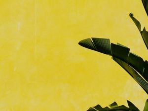 Preview wallpaper banana palm, leaves, plant, wall, yellow