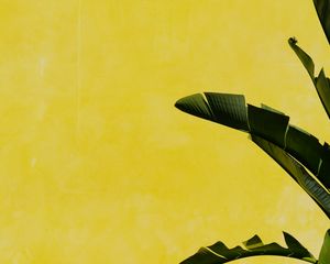 Preview wallpaper banana palm, leaves, plant, wall, yellow