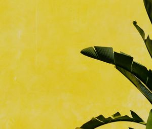 Preview wallpaper banana palm, leaves, plant, wall, yellow