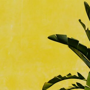 Preview wallpaper banana palm, leaves, plant, wall, yellow