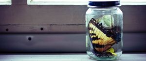 Preview wallpaper bank, glass, butterfly, collection
