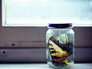 Preview wallpaper bank, glass, butterfly, collection