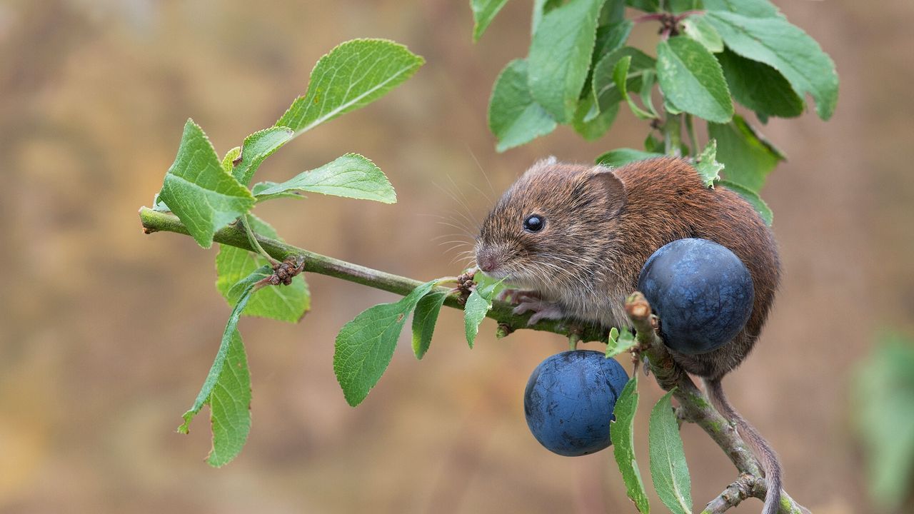Wallpaper bank vole, mouse, rodent, berries, plum, branch