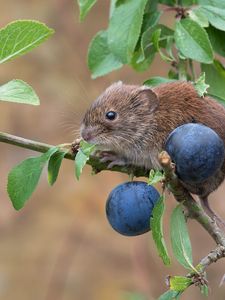 Preview wallpaper bank vole, mouse, rodent, berries, plum, branch