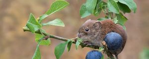 Preview wallpaper bank vole, mouse, rodent, berries, plum, branch