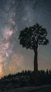 Preview wallpaper baobab, tree, starry sky, night, dark