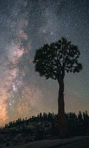 Preview wallpaper baobab, tree, starry sky, night, dark