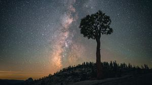 Preview wallpaper baobab, tree, starry sky, night, dark