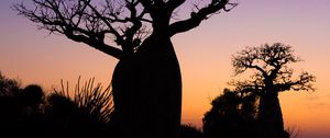 Preview wallpaper baobabs, trees, silhouettes, dark
