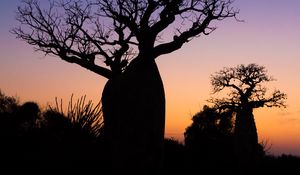 Preview wallpaper baobabs, trees, silhouettes, dark