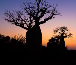 Preview wallpaper baobabs, trees, silhouettes, dark