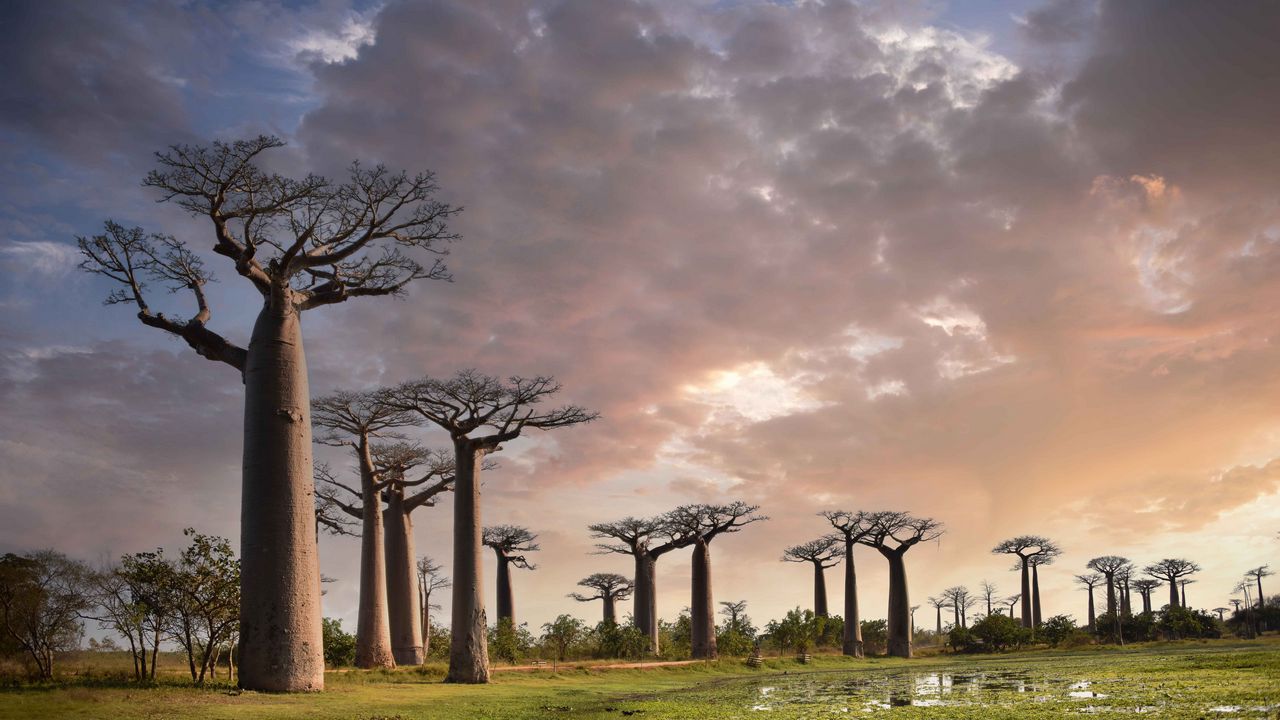 Wallpaper baobabs, trees, trunks, nature